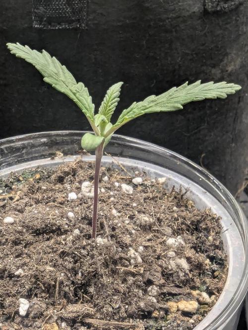 Strawberry Gorilla Auto - FastBuds. Week 1