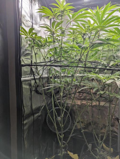 Black Cherry Gushers - Barney's Farm. Week 9