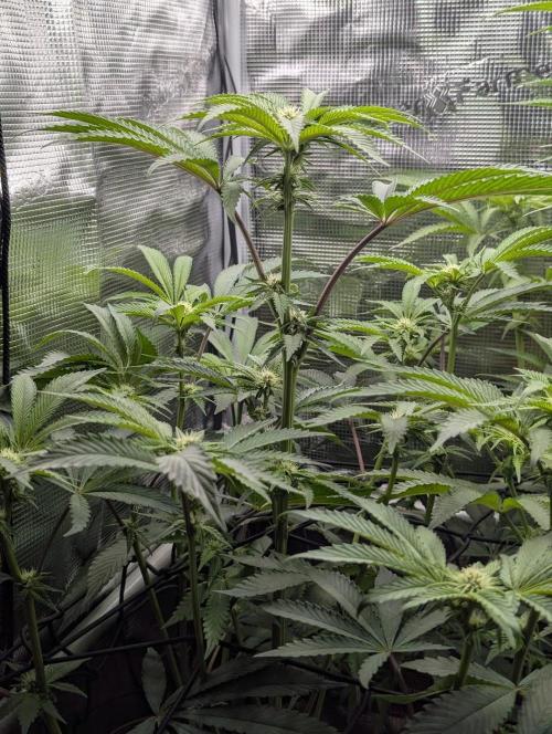 Black Cherry Gushers - Barney's Farm. Week 9