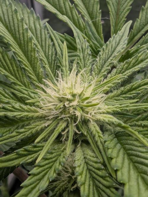 Black Cherry Gushers - Barney's Farm. Week 9