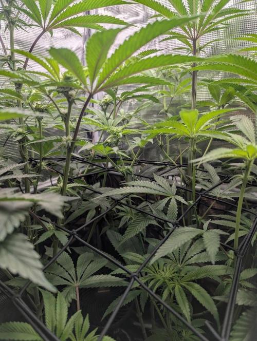 Black Cherry Gushers - Barney's Farm. Week 9