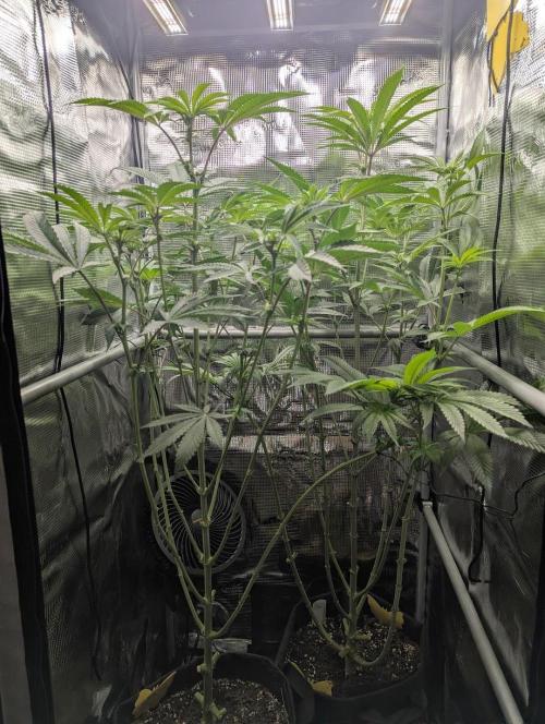 Blue Zushi - Dutch Passion. Week 9 - Left: Black Cherry Gushers.
Right: Blue Zushi