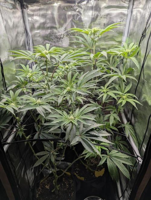 Blue Zushi - Dutch Passion. Week 9