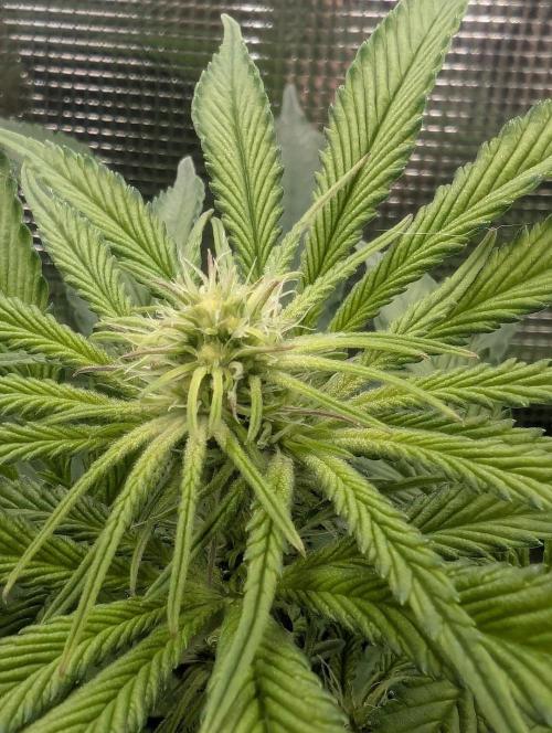 Blue Zushi - Dutch Passion. Week 9