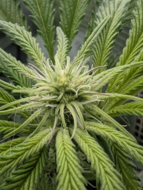 Blue Zushi - Dutch Passion. Week 9