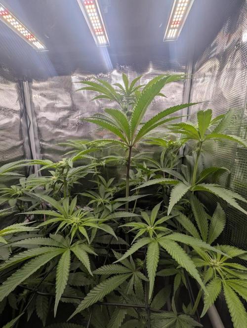 Blue Zushi - Dutch Passion. Week 9