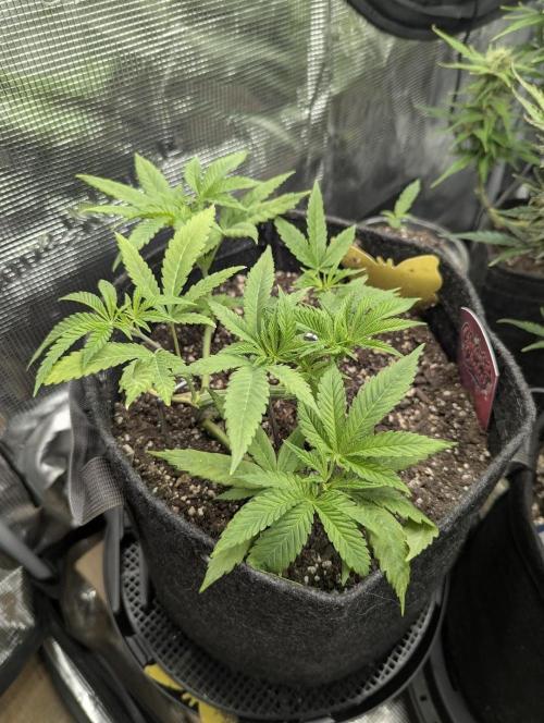 RS11 x Banana OG - Barney's Farm. Week 5