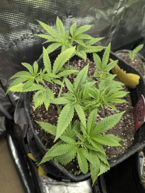 RS11 x Banana OG - Barney's Farm. Week 5