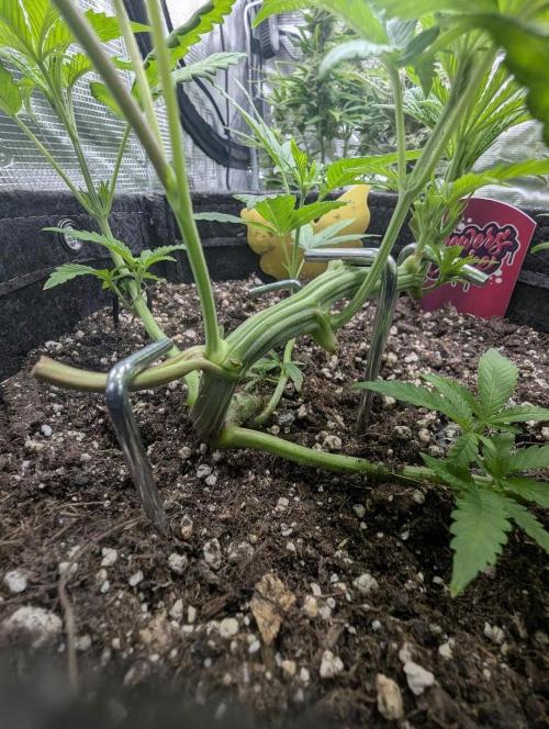 RS11 x Banana OG - Barney's Farm. Week 5