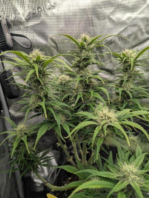 Papaya Zoap Auto - Sweet Seeds. Week 9