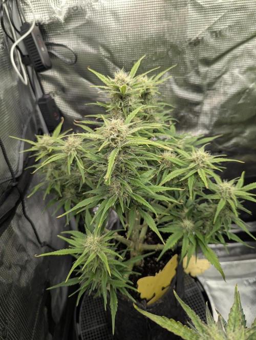 Papaya Zoap Auto - Sweet Seeds. Week 9