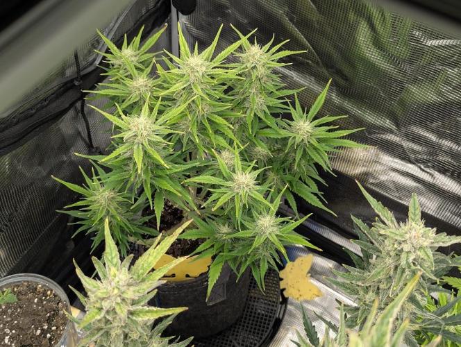 Papaya Zoap Auto - Sweet Seeds. Week 9