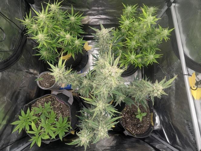 Papaya Zoap Auto - Sweet Seeds. Week 9