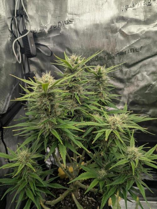 Papaya Zoap Auto - Sweet Seeds. Week 9