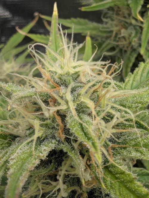 Papaya Zoap Auto - Sweet Seeds. Week 9