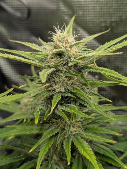 Papaya Zoap Auto - Sweet Seeds. Week 9