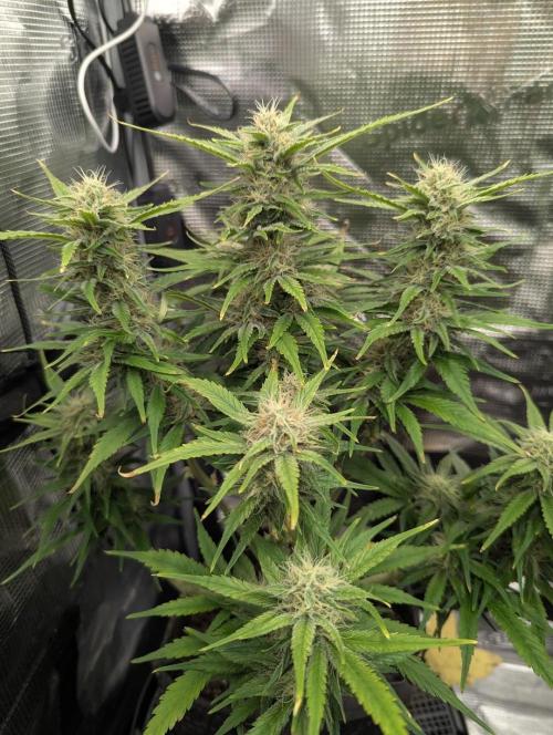 Papaya Zoap Auto - Sweet Seeds. Week 9