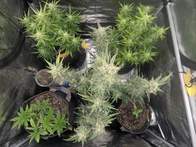 Do-Si-Dos Auto - Zamnesia. Week 9