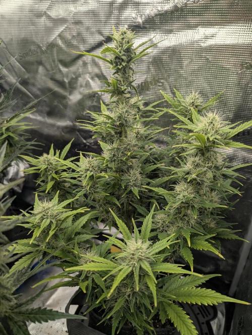 Do-Si-Dos Auto - Zamnesia. Week 9