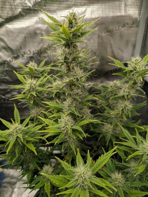 Do-Si-Dos Auto - Zamnesia. Week 9