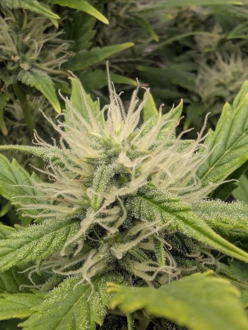 Do-Si-Dos Auto - Zamnesia. Week 9