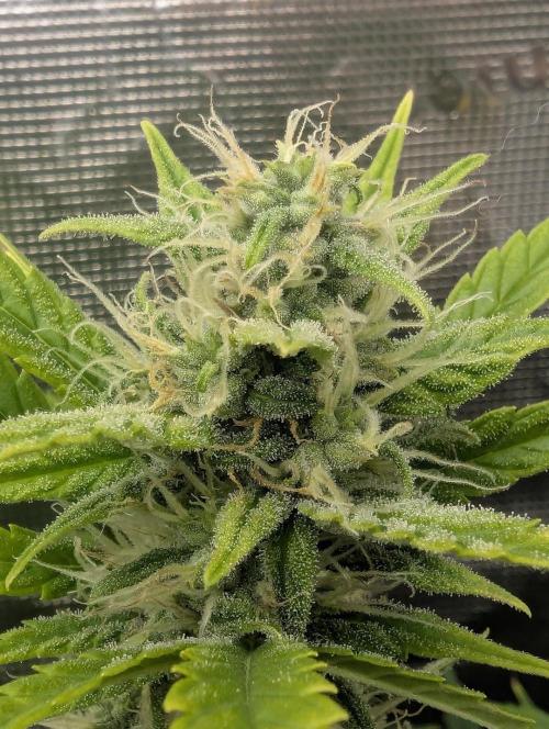 Do-Si-Dos Auto - Zamnesia. Week 9