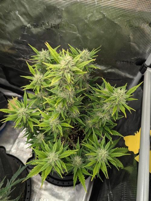 Do-Si-Dos Auto - Zamnesia. Week 9