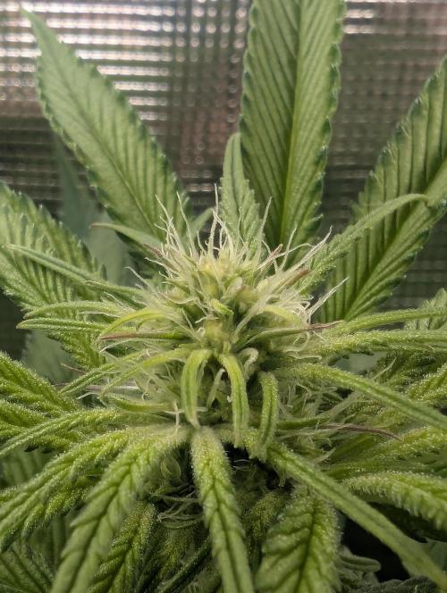 Blue Zushi - Dutch Passion. Week 9