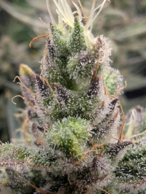 Runtz Auto - Zamnesia. Week 9