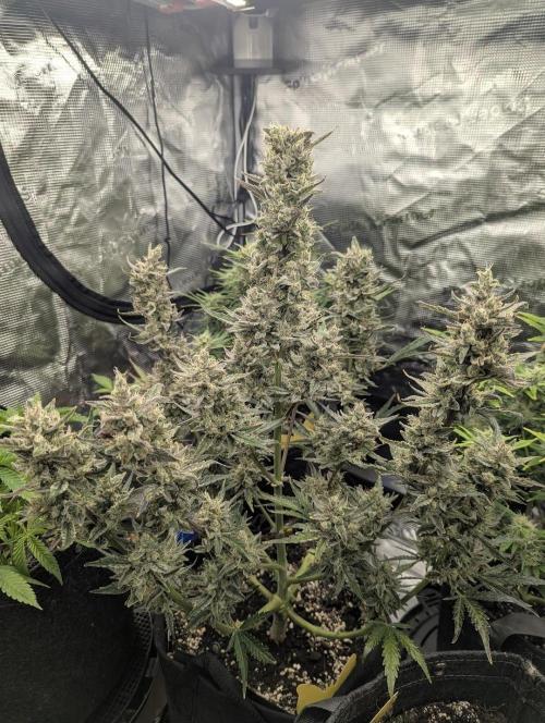 Runtz Auto - Zamnesia. Week 9