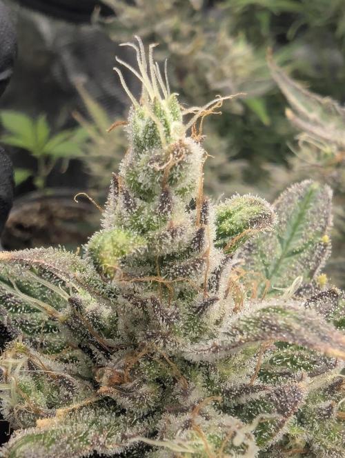 Runtz Auto - Zamnesia. Week 9