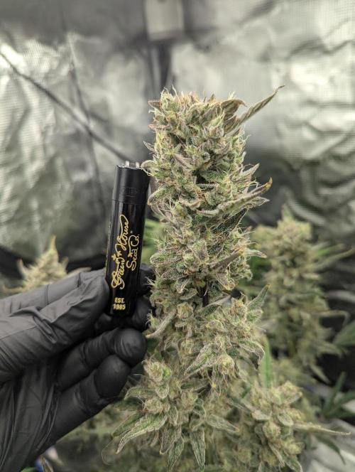 Runtz Auto - Zamnesia. Week 9