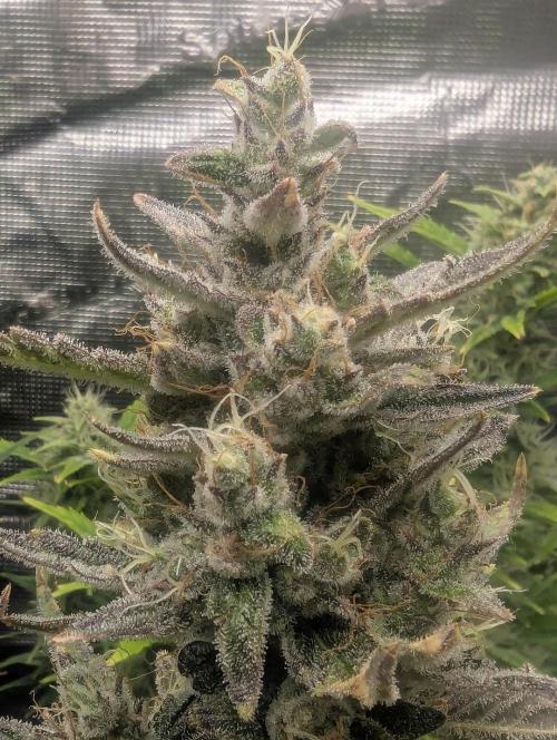 Runtz Auto - Zamnesia. Week 9