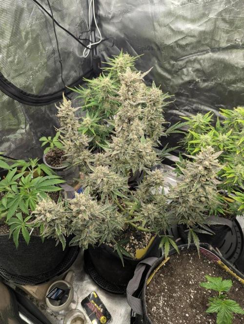 Runtz Auto - Zamnesia. Week 9