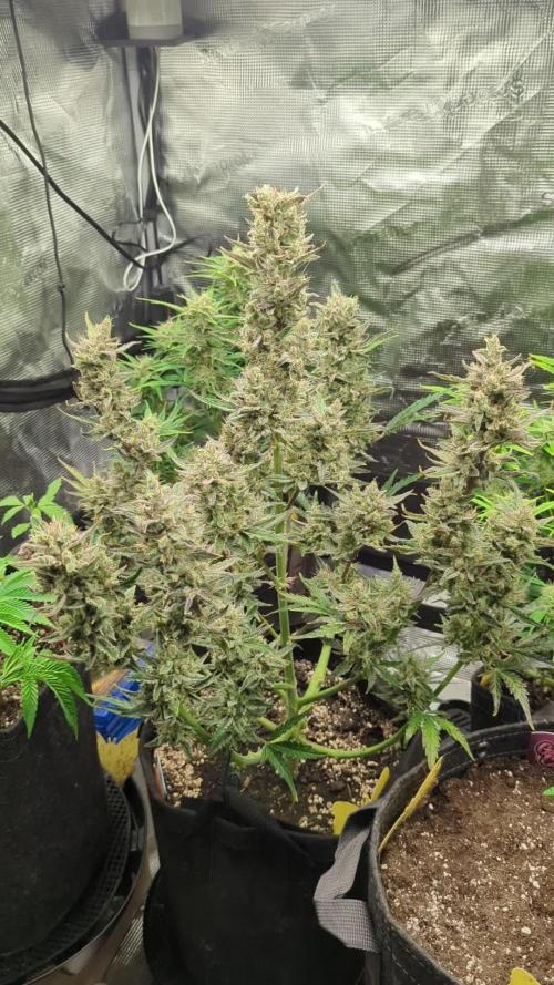 Runtz Auto - Zamnesia