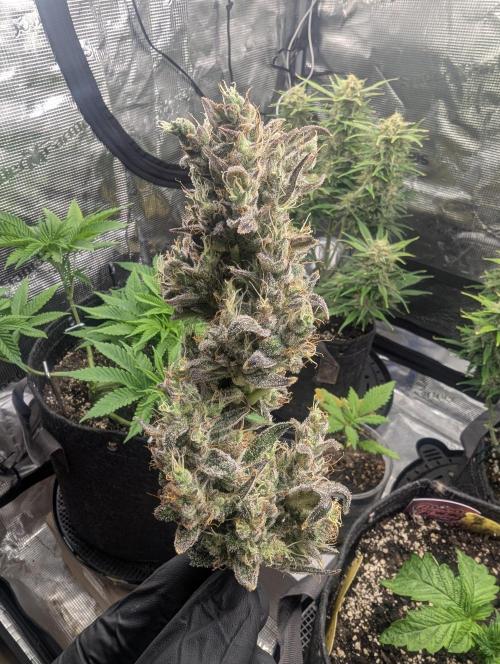 Runtz Auto - Zamnesia. Week 10