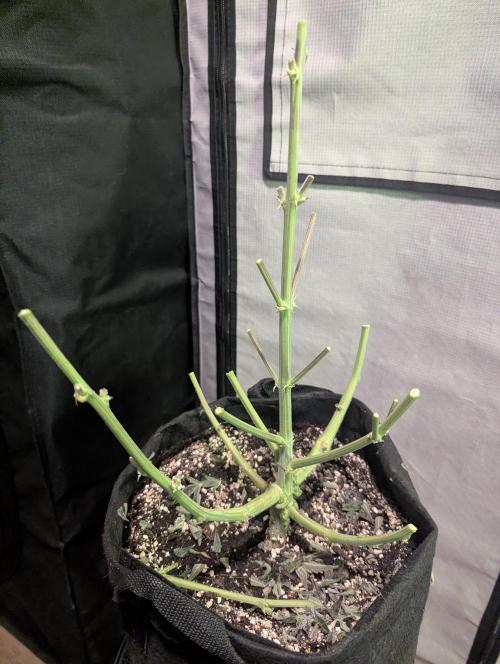 Runtz Auto - Zamnesia. Week 10