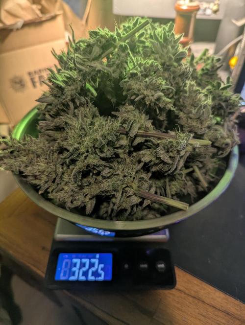 Runtz Auto - Zamnesia. Week 10