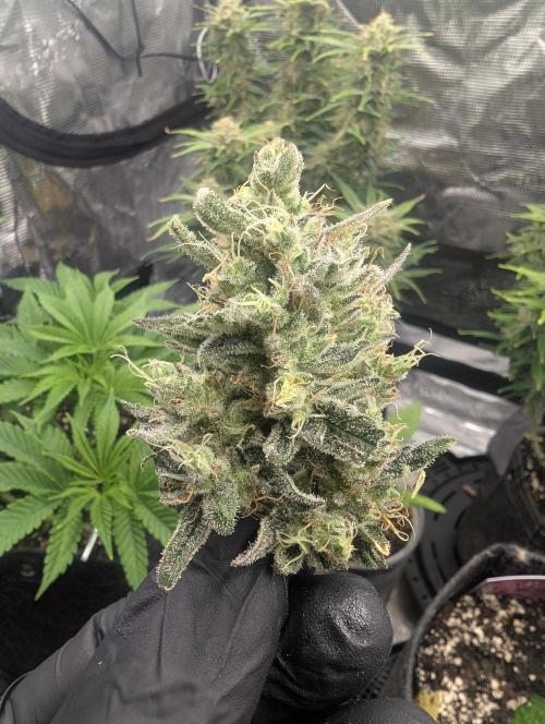 Runtz Auto - Zamnesia. Week 10