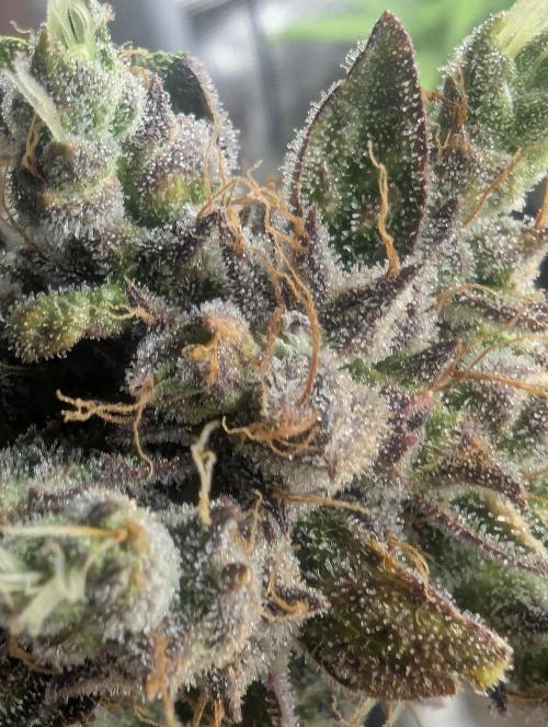 Runtz Auto - Zamnesia. Week 10