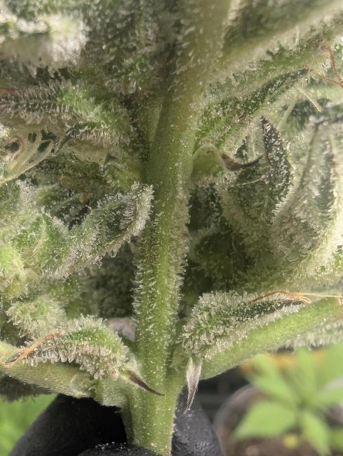 Runtz Auto - Zamnesia. Week 10