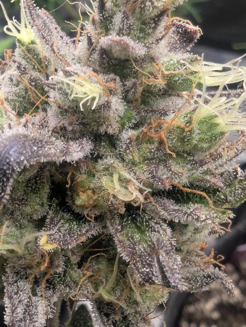 Runtz Auto - Zamnesia. Week 10