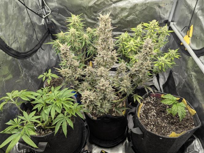 Runtz Auto - Zamnesia. Week 10