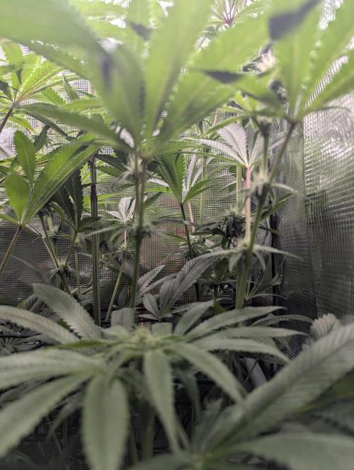 Blue Zushi - Dutch Passion. Week 10