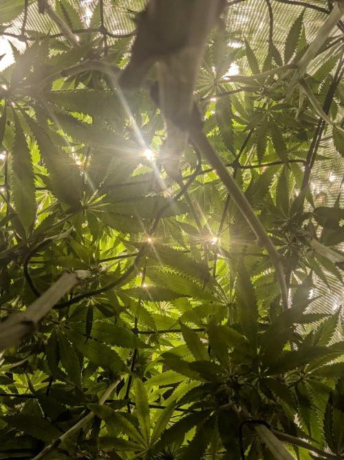 Blue Zushi - Dutch Passion. Week 10