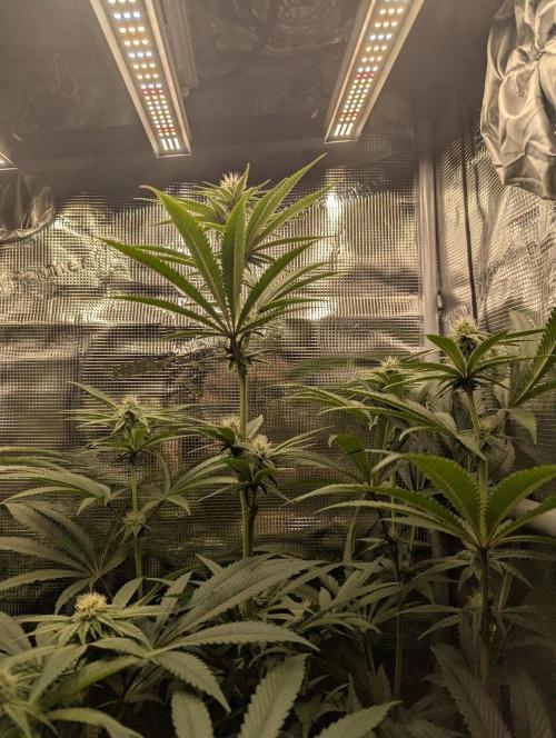 Blue Zushi - Dutch Passion. Week 10