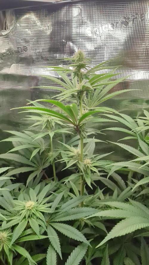 Blue Zushi - Dutch Passion