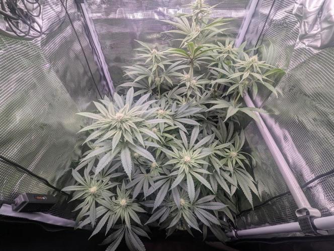 Blue Zushi - Dutch Passion. Week 10