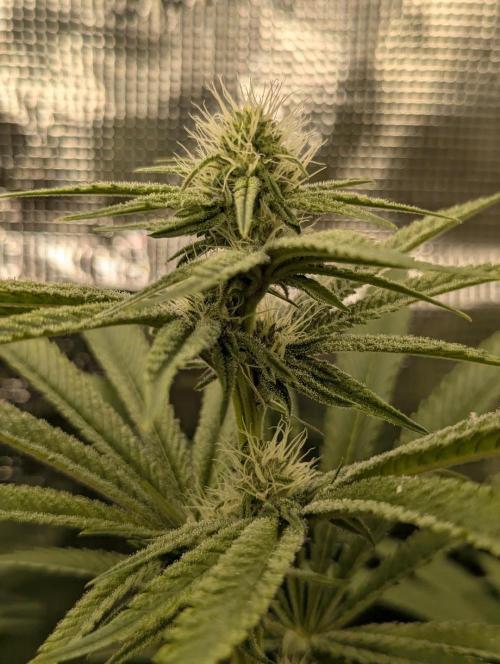 Blue Zushi - Dutch Passion. Week 10