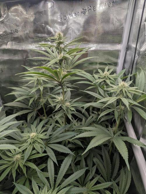 Blue Zushi - Dutch Passion. Week 10